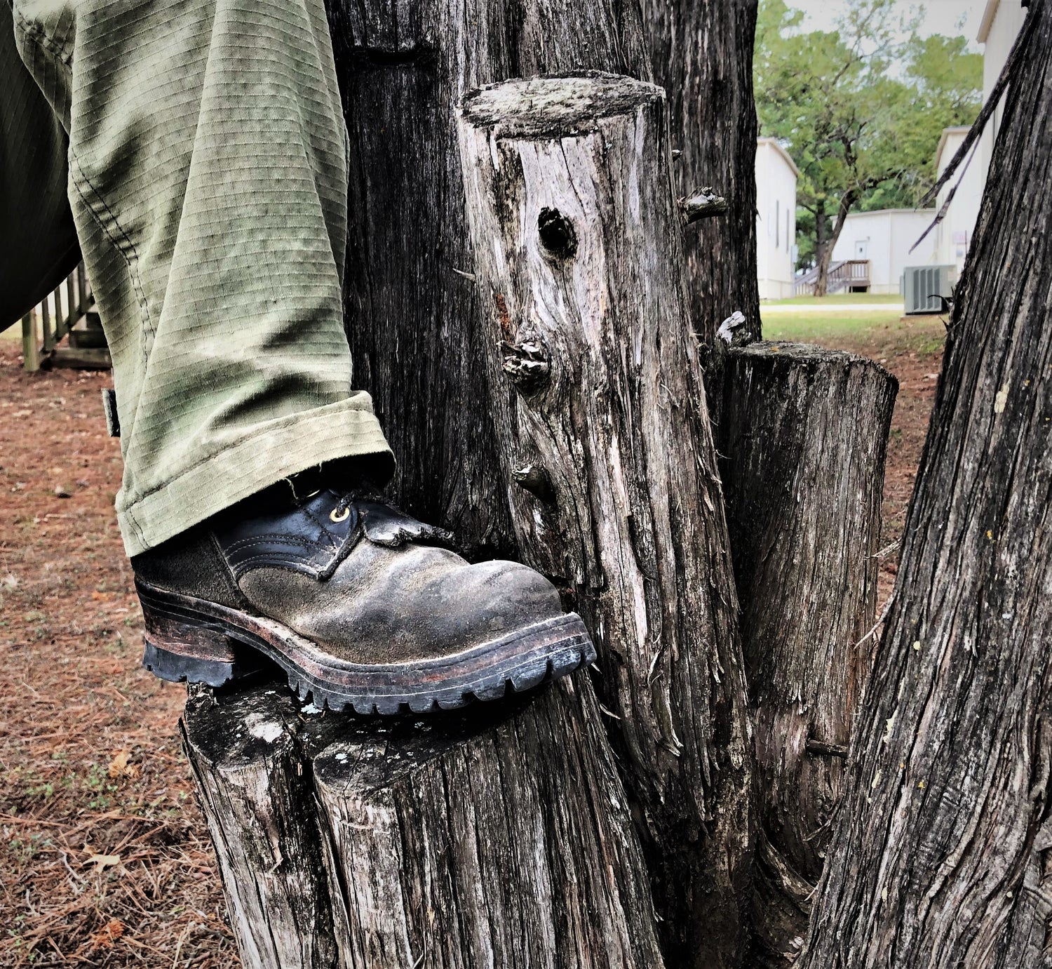 Construction and logging boot in a cut down tree